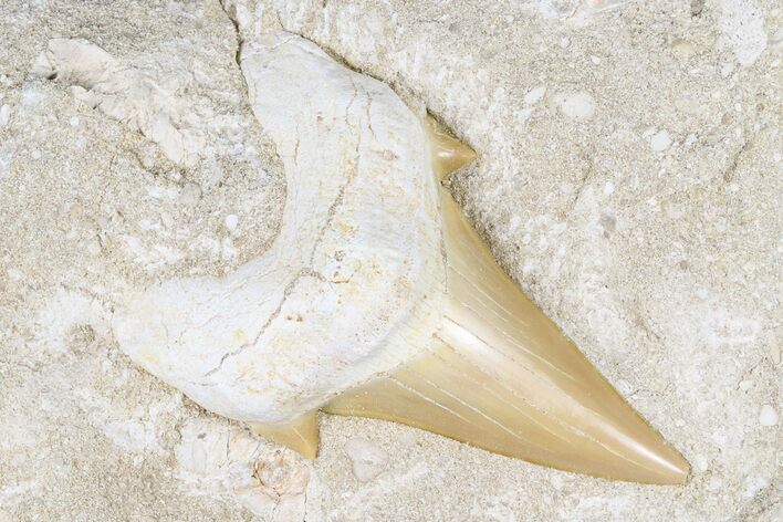 Otodus Shark Tooth Fossil in Rock - Eocene #183766